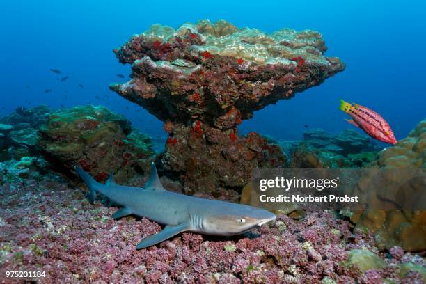 whitetip reef shark (triaenodon obesus) lying on coral debris in front of coral boulder, cocos island, costa rica - cocos island stockfoto's en -beelden