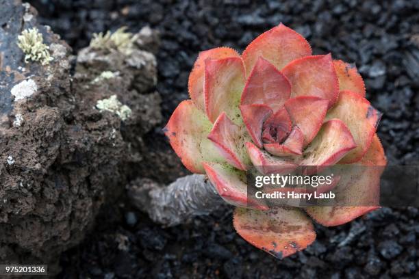 aeonium nobile (aeonium nobile) on volcanic rock, la palma, canary islands, spain - nobile stock pictures, royalty-free photos & images