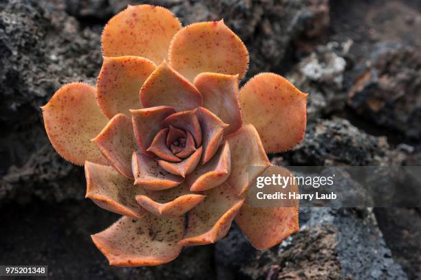 aeonium nobile (aeonium nobile) on volcanic rock, la palma, canary islands, spain - nobile stock pictures, royalty-free photos & images