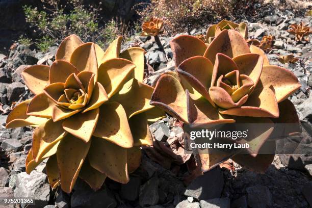 aeonium nobile (aeonium nobile) on volcanic rock, la palma, canary islands, spain - nobile - fotografias e filmes do acervo