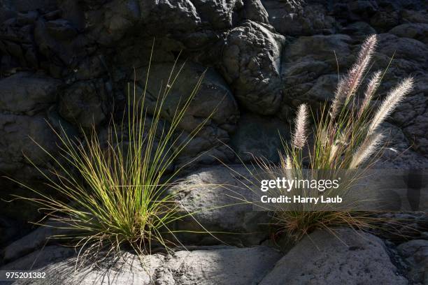 dwarf fountain grass (pennisetum alopecuroides), barranco de las angustias, caldera de taburiente national park, la palma, canary islands, spain - fountain grass stock pictures, royalty-free photos & images