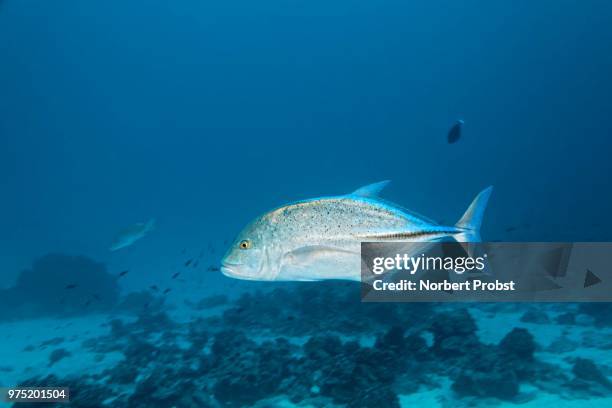 bluefin trevally (caranx melampygus), cocos island, costa rica - bluefin trevally stock pictures, royalty-free photos & images