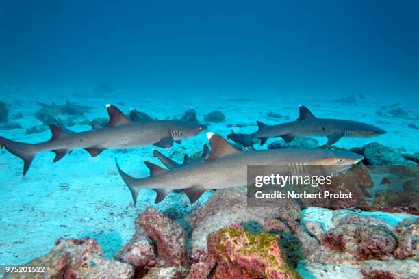 three white tip reef sharks (triaenodon obesus) swimming close to seabed, cocos island, costa rica - cocos island stockfoto's en -beelden