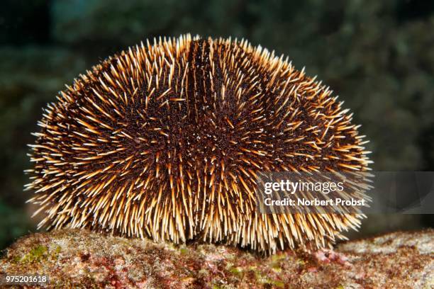 white sea urchin (tripneustes depressus), cocos island, costa rica - cocos island stockfoto's en -beelden