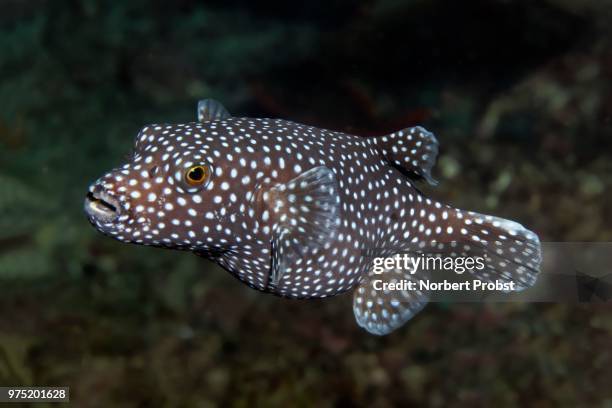 guineafowl puffer or golden puffer (arothron meleagris), cocos island, costa rica - arothron puffer stock pictures, royalty-free photos & images