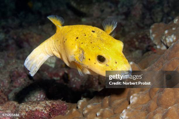 guineafowl puffer or golden puffer (arothron meleagris), yellow form, cocos island, costa rica - arothron puffer stock pictures, royalty-free photos & images