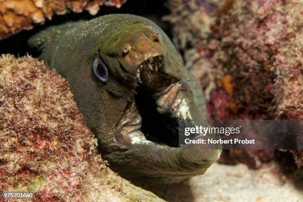 panamic green moray eel or chestnut moray eel (gymnothorax castaneus) making threatening gesture, cocos island, costa rica - green moray eel stock pictures, royalty-free photos & images