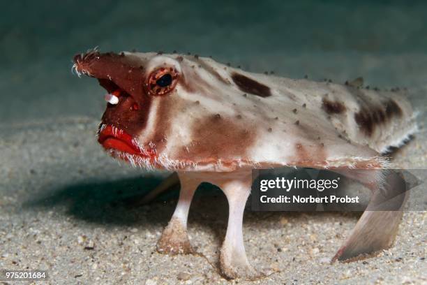 red-lipped batfish or galapagos batfish, (ogcocephalus darwini), cocos island, costa rica - cocos island stockfoto's en -beelden