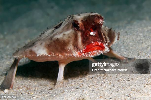 red-lipped batfish or galapagos batfish, (ogcocephalus darwini), cocos island, costa rica - cocos island stockfoto's en -beelden