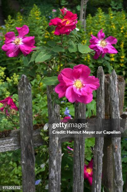 dog rose (rosa canina) on old wooden fence, bavaria, germany - ca nina stock pictures, royalty-free photos & images