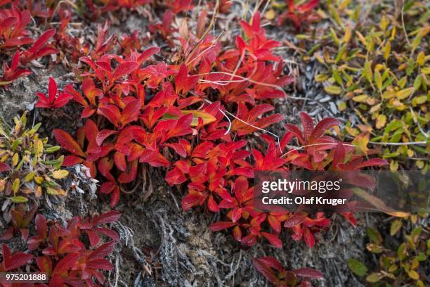 autumn colored alpine or mountain bearberry (arctostaphylos alpinus), paradisdal, kjerulf fjord, branch of the kaiser franz josef fjord, northeast greenland national park, greenland - bearberry stock pictures, royalty-free photos & images