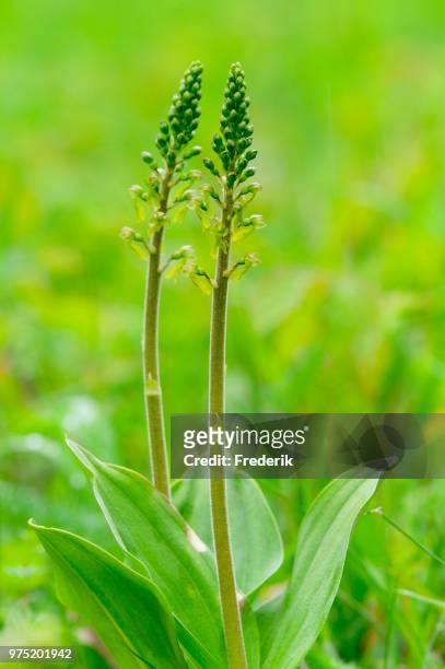 common twayblade (listera ovata), north rhine-westphalia, germany - ovata stock pictures, royalty-free photos & images