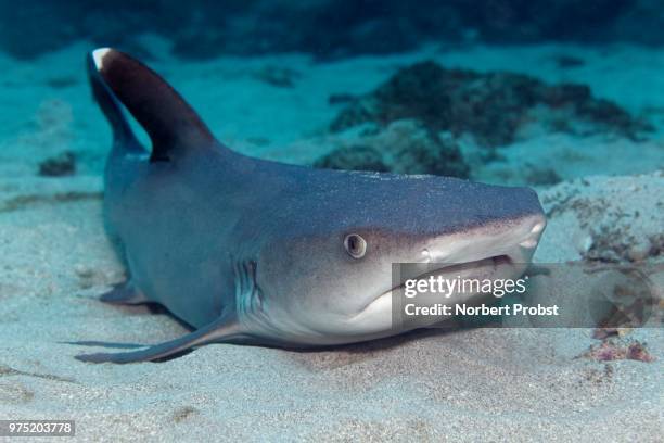 whitetip reef shark (triaenodon obesus) lying on sandy seabed, cocos iceland, cocos island, costa rica - cocos island costa rica fotografías e imágenes de stock