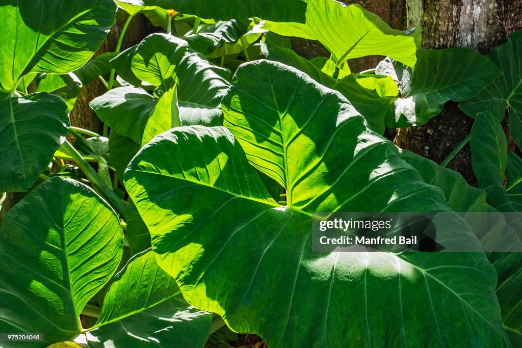 Taro (Colocasia esculenta), Moluccas, Indonesia