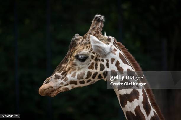 reticulated giraffe (giraffa camelopardalis reticulata), portrait, captive - reticulated stock-fotos und bilder