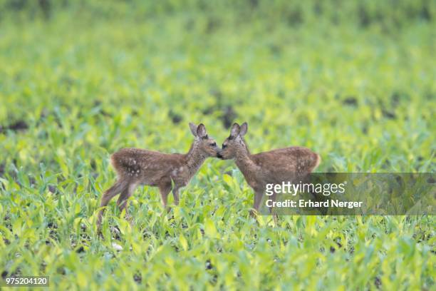 european roe dear fawns (capreolus capreolus) standing in a field, emsland, lower saxony, germany - lower saxony stock pictures, royalty-free photos & images