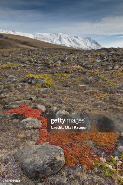 autumn colored alpine or mountain bearberry (arctostaphylos alpinus), paradisdal, kjerulf fjord, branch of the kaiser franz josef fjord, northeast greenland national park, greenland - bearberry stock pictures, royalty-free photos & images