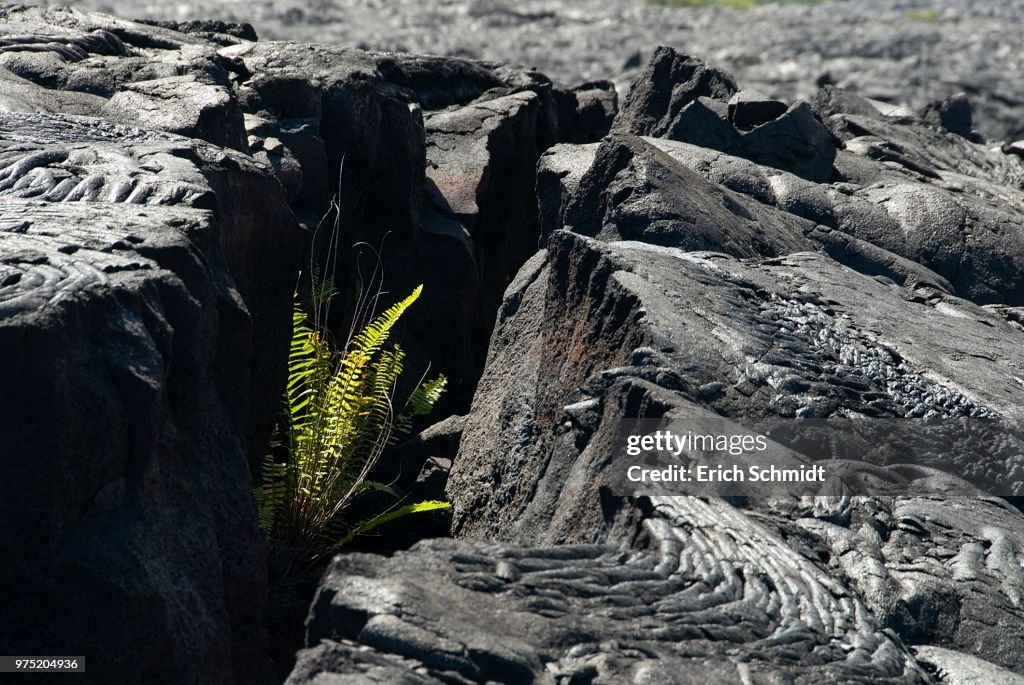 Ferns in lava crack, Big Island, Hawaii, USA