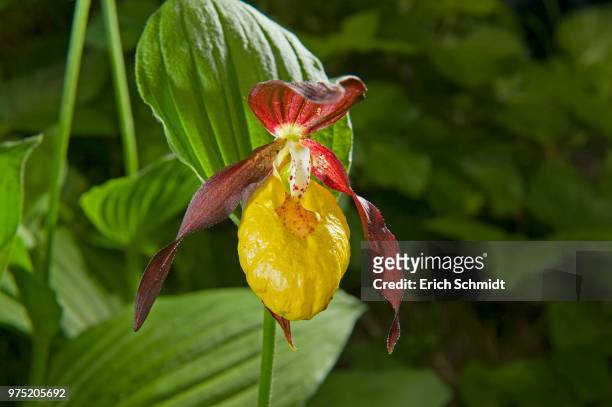 lady's slipper orchid (cypripedium calceolus) - calceolus stock-fotos und bilder