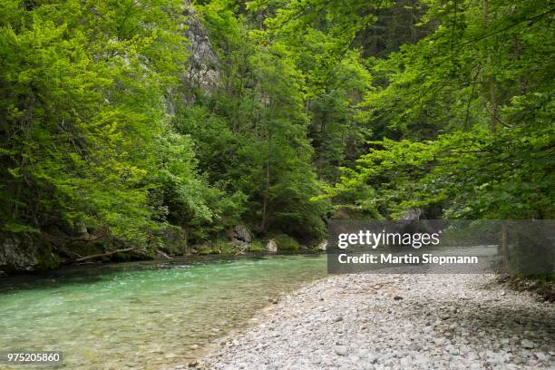 river schwarza in the hoellental valley, reichenau an der rax, vienna alps, lower austria, austria - região de werdenfelser imagens e fotografias de stock