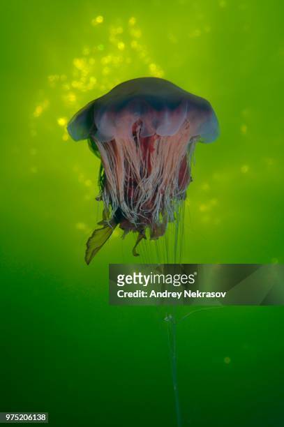 lion's mane jellyfish (cyanea capillata), kareliya, white sea, arctic, russia - lions mane jellyfish stock pictures, royalty-free photos & images
