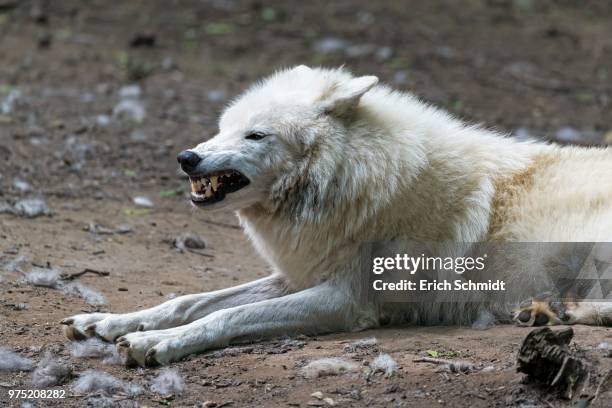 arctic wolf (canis lupus arctos) captive, snarling - arctic wolf stock pictures, royalty-free photos & images