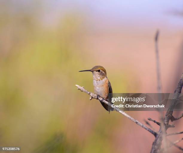 rufous hummingbird (selasphorus rufus) female, dead horse point state park, canyonlands national park, island in the sky, utah, usa - wildlife reserve stock-fotos und bilder