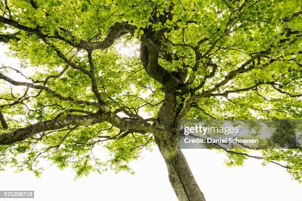 wind blown european beech or common beech (fagus sylvatica), schauinsland, near freiburg im breisgau, black forest, baden-wuerttemberg, germany - european beech stock pictures, royalty-free photos & images