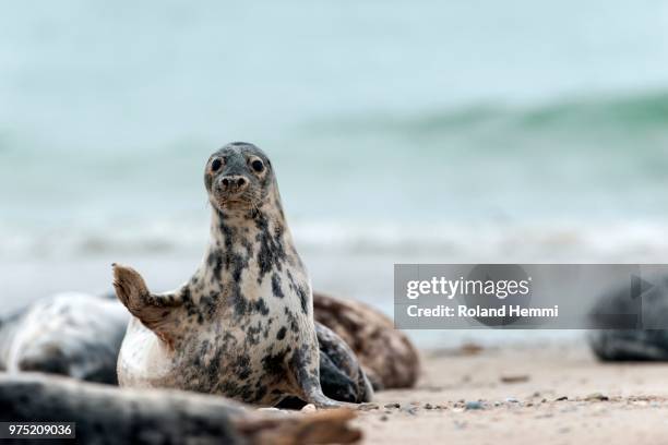 grey seal (halichoerus grypus), heligoland, schleswig-holstein, germany - animal waving stockfoto's en -beelden