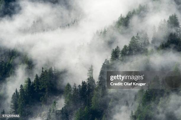 fog above the forest, praegraten am grossvenediger, virgental valley, east tyrol, austria - osttirol stock pictures, royalty-free photos & images