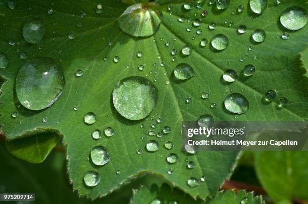 lady's mantle (alchemilla), leaf with water droplets, bavaria, germany - pie de león fotografías e imágenes de stock