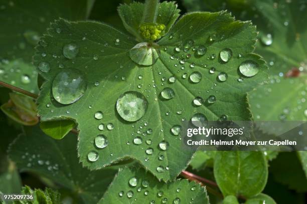 lady's mantle (alchemilla), leaf with water droplets, bavaria, germany - pie de león fotografías e imágenes de stock