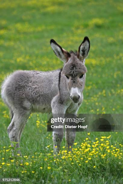miniature donkey foal (equus asinus f. asinus), kaposvar, southern transdanubia, hungary - grautier pferdeartige stock-fotos und bilder