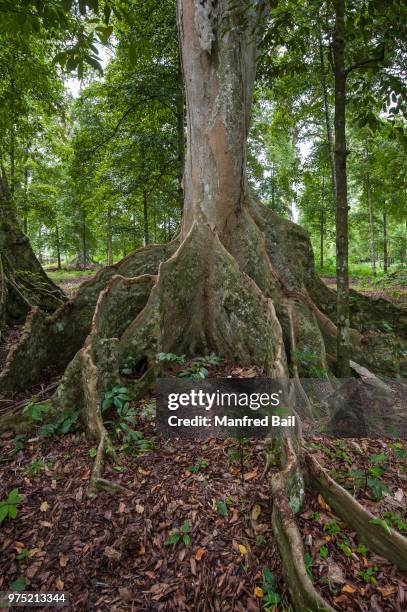 bengal almond tree (terminalia catappa), lonthor, banda island, moluccas, indonesia - almond tree photos et images de collection