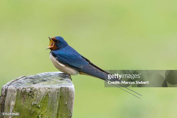 barn swallow (hirundo rustica) perched on wooden post, hesse, germany - pole barn stock pictures, royalty-free photos & images