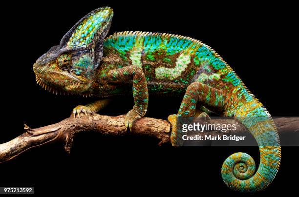 still hanging - veiled chameleon stock pictures, royalty-free photos & images