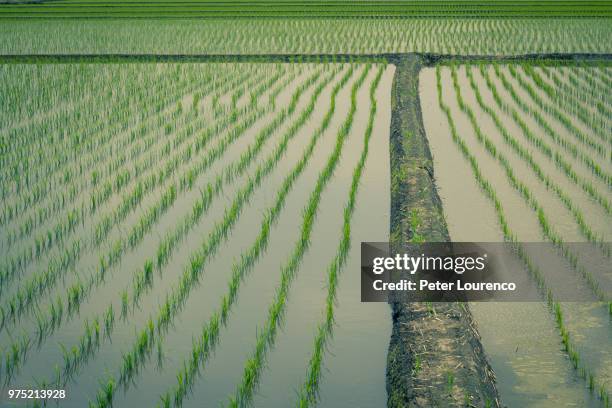 field of growing rice - peter lourenco stock-fotos und bilder