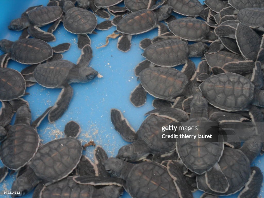 Hatchling (green seaturtles)