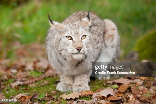 eurasian lynx (lynx lynx), captive, bavaria, germany - eurasian lynx stock-fotos und bilder