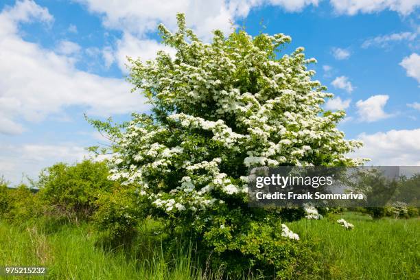 common hawthorn (crataegus monogyna), flowering, thuringia, germany - hawthorn location stock pictures, royalty-free photos & images