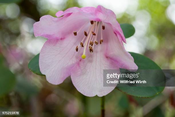 rhododendron (rhododendron williamsianum), prevalent in szechuan, china - rhododendron stock pictures, royalty-free photos & images