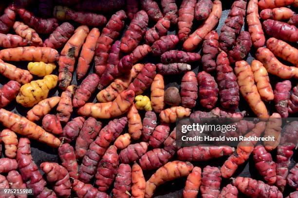 oca (oxalis tuberosa), yam, on a baking tray, bolivia - oxalis tuberosa fotografías e imágenes de stock