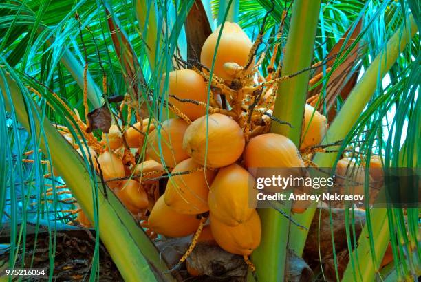 ripe coconuts on a coconut tree (cocos nucifera), denis island, seychelles - cocos island stockfoto's en -beelden