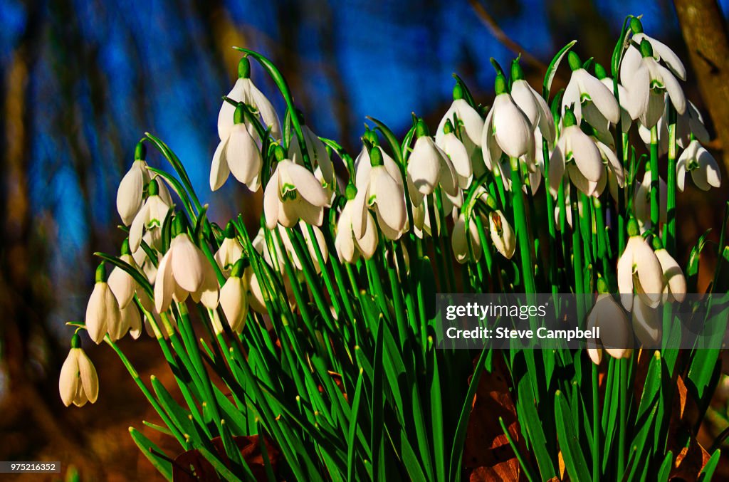 Lytham Snowdrops