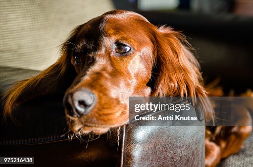 Irish Setter Puppy High-Res Stock Photo Getty Images