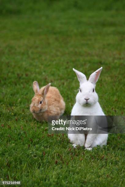 cannon beach bunnies - adorable bunnies stock-fotos und bilder