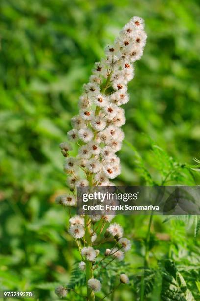 white butterbur (petasites albus), infructescence, thuringia, germany - petasites stock pictures, royalty-free photos & images