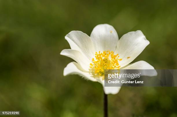 narcissus-flowered anemone (anemone narcissiflora), high tauern national park, east tyrol, tyrol, austria - osttirol stock pictures, royalty-free photos & images
