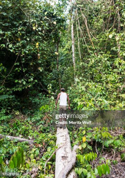 hikers, man walking on a tree trunk in the jungle, kuala tahan, taman negara, malaysia - taman negara national park stock pictures, royalty-free photos & images