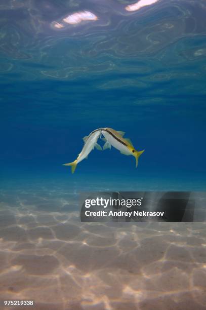 goldsaddle goatfish (parupeneus forsskali), red sea, marsa alam, abu dabab, egypt - parupeneus stock pictures, royalty-free photos & images